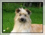 G�owa, Owczarka pirenejskiego, Berger des Pyr�n�es